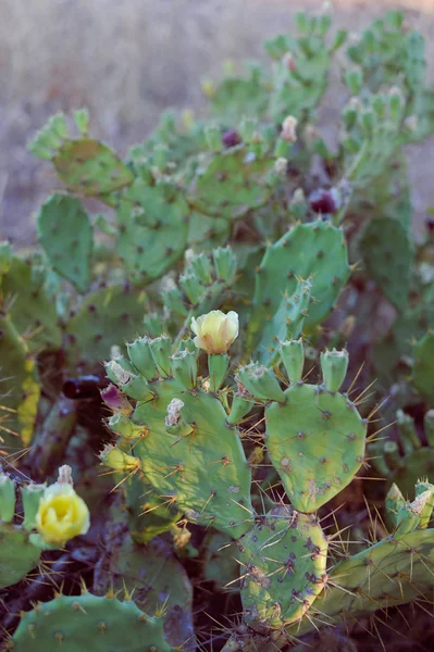 Gros Plan Fleur Cactus Fleurs Fond Ensoleillé Plein Air — Photo
