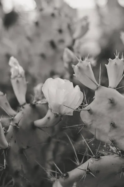 Schwarz Weiß Bild Von Blühenden Schönen Kaktusblume Nahaufnahme Bild Auf — Stockfoto