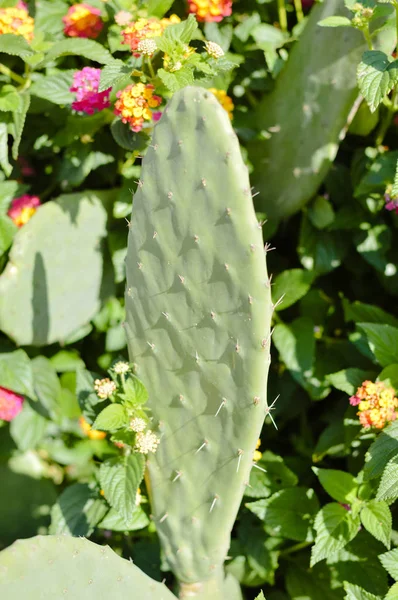 Cactus des buissons sauvages éclairés par le soleil sur le vert à l'extérieur — Photo