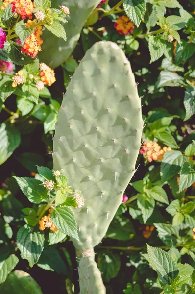 Cactus silvestres arbustos iluminados por el sol en verde al aire libre —  Fotos de Stock
