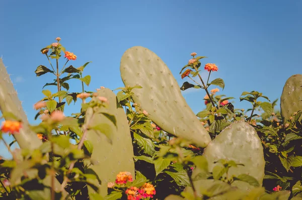 Des buissons sauvages cactus éclairés par le soleil sur ciel bleu à l'extérieur — Photo