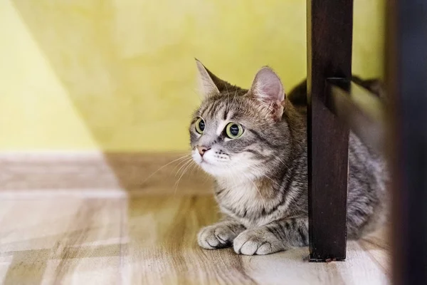줄무늬 젊은 고양이 앉아서 바닥에 시계. — 스톡 사진
