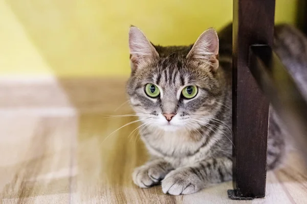 줄무늬 고양이 앉아서 바닥에 시계. 애완 동물의 개념. — 스톡 사진