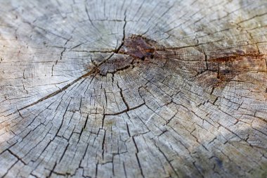 Yaşlı bir ağaç. Kavram arka plan ve doku.