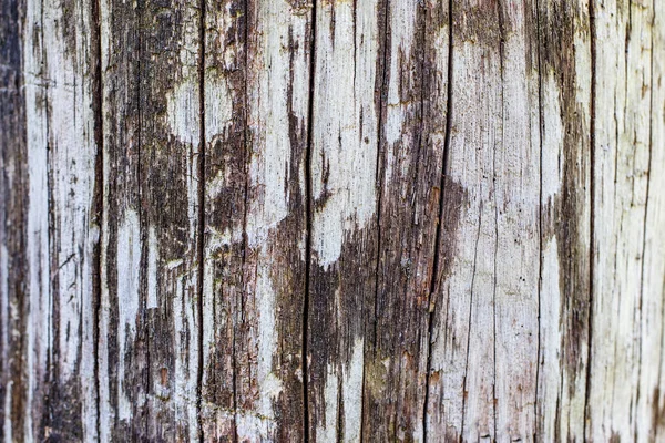 Uma árvore velha. Cerca. Concepção fundo e textura . — Fotografia de Stock