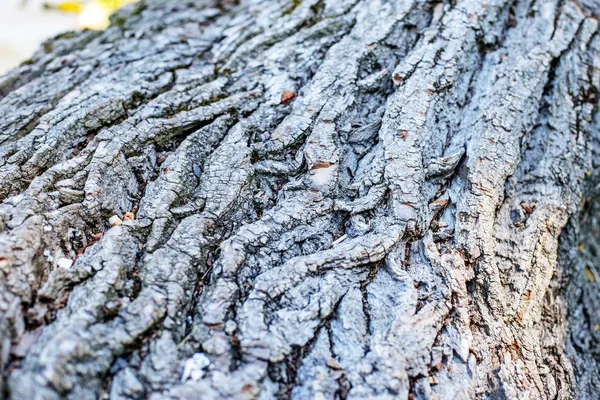 La corteza de un árbol viejo. Concepto fondo y textura . — Foto de Stock