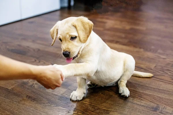 Küçük Labrador yavru veren kişi pençe. Ana sayfa. 