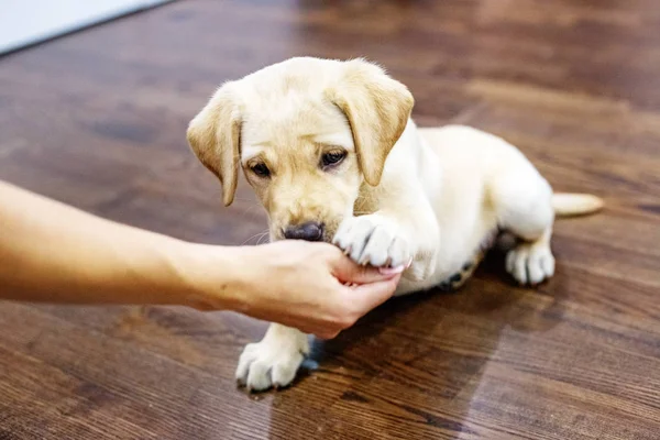 Küçük köpek yavrusu labrador pençe sahibine verir. Ana sayfa. 