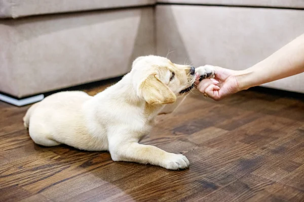 Küçük köpek yavrusu labrador kız bir pençe verir. Ana sayfa. 
