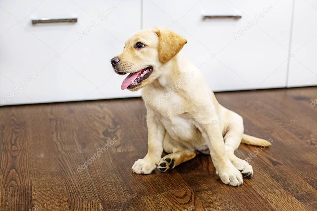 Happy Labrador puppy sits in a room. Home. The concept of pets.