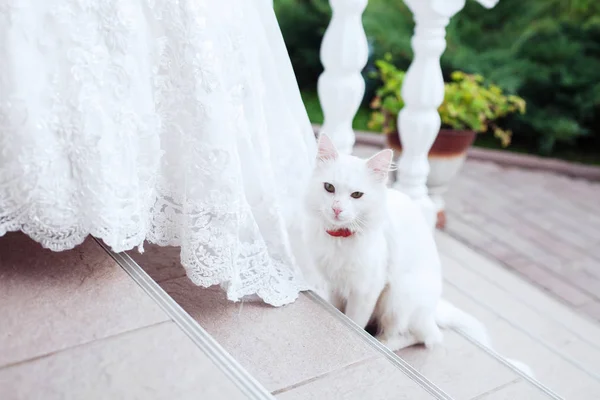 Gato branco sentado nas escadas ao lado da noiva . — Fotografia de Stock