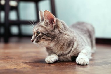 Katta oturan gri genç kedi. Evcil hayvan kavramı.