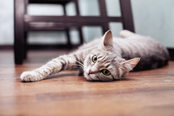 Gri kedi genç çizgili. Evcil hayvan kavramı.