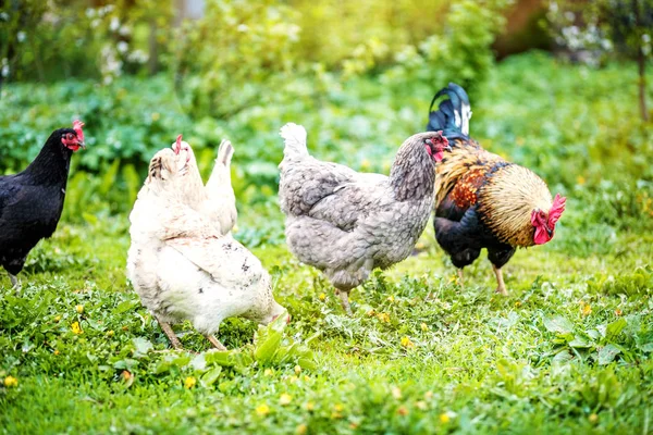 Un gallo pastando en el prado con pollo . — Foto de Stock