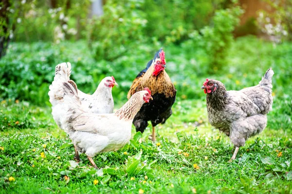 Colored chickens and rooster. Concept bird farm.