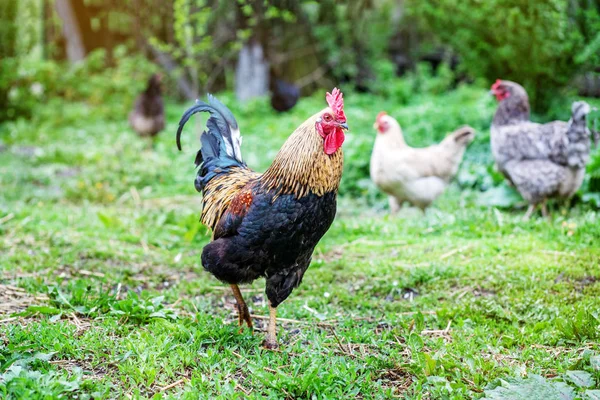 Hermoso gallo sano caminando sobre hierba verde . — Foto de Stock
