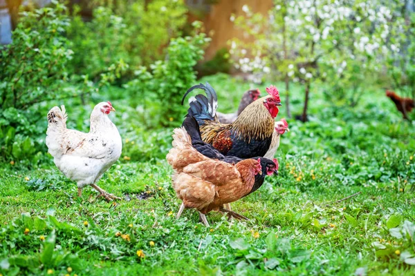 Gekleurde kippen en Haan lopen op het gazon. — Stockfoto