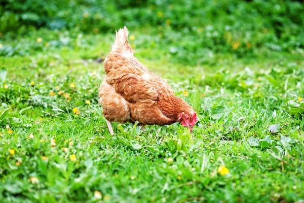 Pollo caminando por el césped. Concepto granja de aves . — Foto de Stock