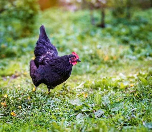 Pollo negro caminando por el césped. Concepto granja de aves . — Foto de Stock