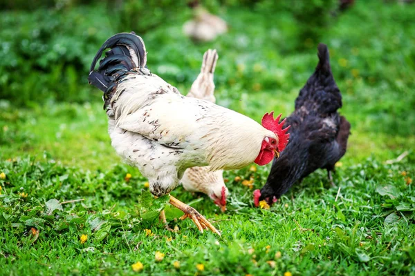 Blanco polla y gallinas caminando sobre la hierba . — Foto de Stock