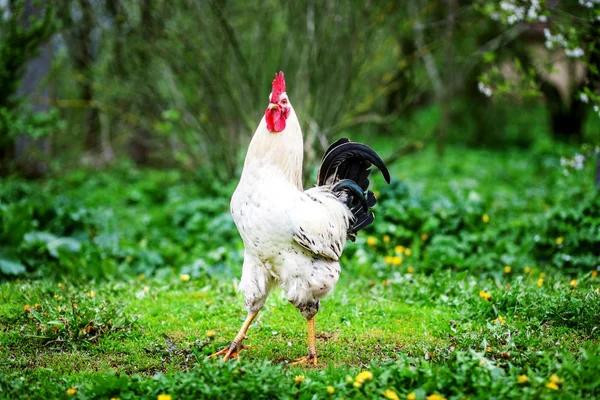 Polla Blanca caminando sobre la hierba. El concepto es una granja avícola . — Foto de Stock