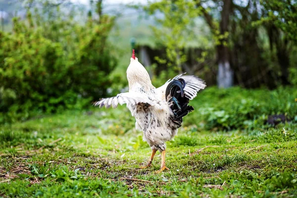 White Cock alas enderezadas. El concepto es una granja avícola . — Foto de Stock