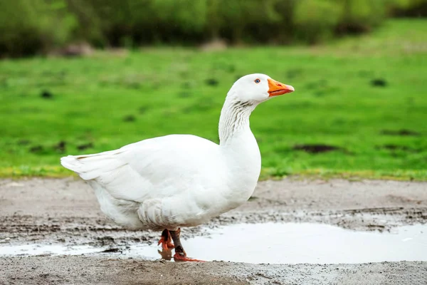 Oca domestica bianca che cammina sull'acqua . — Foto Stock