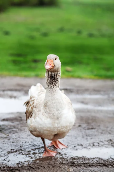 Ganso doméstico gris caminando por el pantano . — Foto de Stock