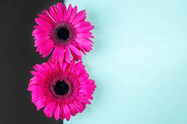 Hermosas Flores Rosas Copiar Espacio Hola Concepto Primavera Estilo Mínimo — Foto de Stock