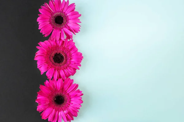 Hermosas Flores Rosadas Sobre Fondo Menta Copiar Espacio Hola Concepto — Foto de Stock