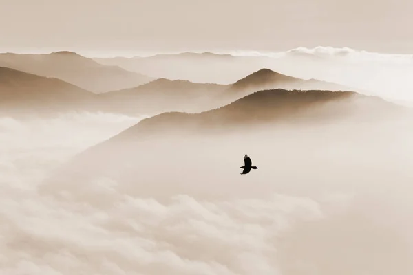 Mountains in mist and bird — Stock Photo, Image