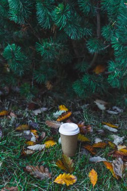 sonbahar ormandaki Kupası