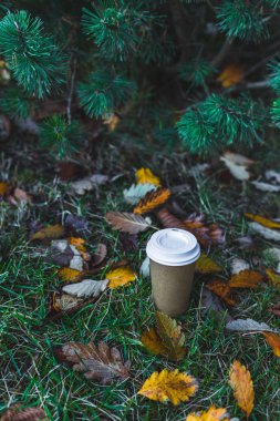 sonbahar ormandaki Kupası