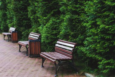 Benches in summer park clipart