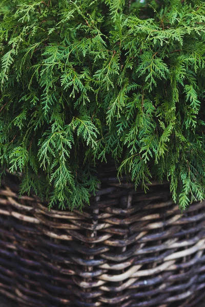 Decorative fir in basket — Stock Photo, Image