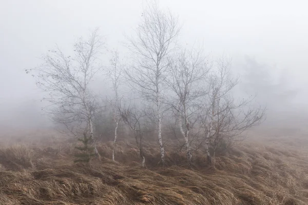 Arboleda de árboles en la niebla — Foto de Stock