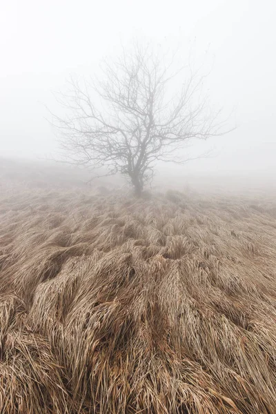 Árvore misteriosa e mística solitária — Fotografia de Stock