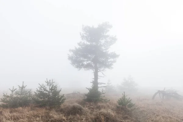 Tajemniczy i mistyczny lonely drzewo — Zdjęcie stockowe