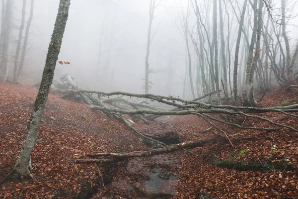Misteriosa e mística floresta densa — Fotografia de Stock