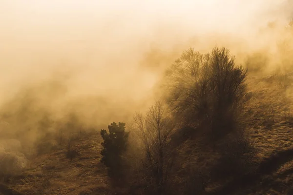 Fog creeps over the tops of the trees — Stock Photo, Image