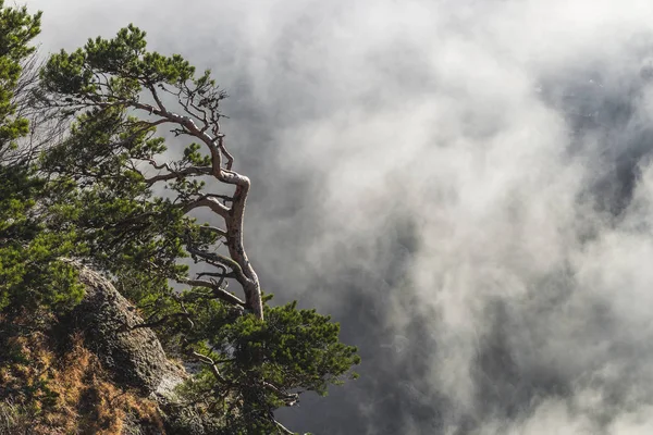 Árvore de coníferas na borda de um penhasco — Fotografia de Stock