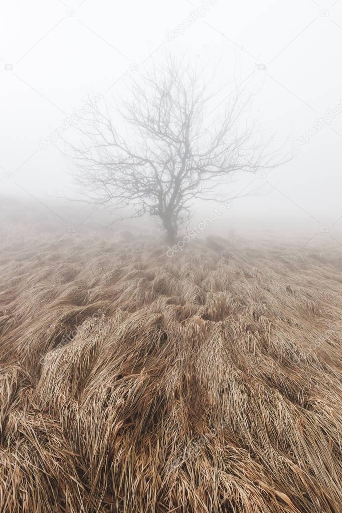Mysterious and mystical lonely tree 