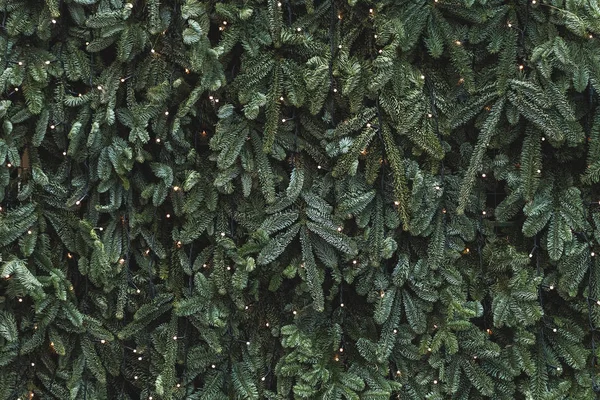 Branches de sapin vert — Photo