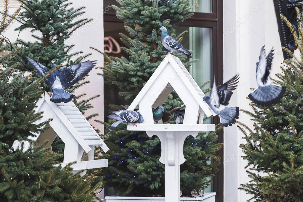 outdoor bird feeders in fur-trees