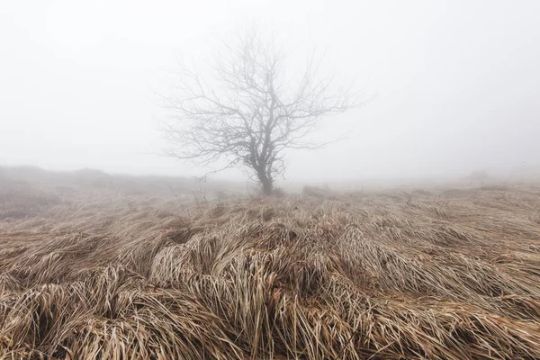 Árvore misteriosa e mística solitária — Fotografia de Stock