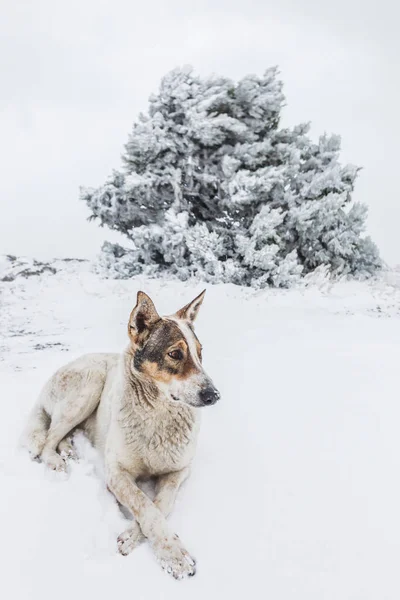 Cão deitado na neve — Fotografia de Stock