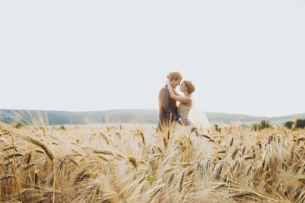 Le encanta la pareja en el campo de trigo a la luz del sol . —  Fotos de Stock