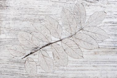 tropik bitkiler şekilleri ile arka plan