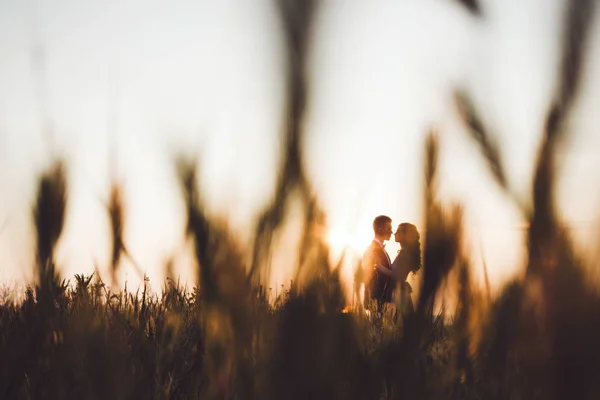 Beijando casal através de grama fundo — Fotografia de Stock