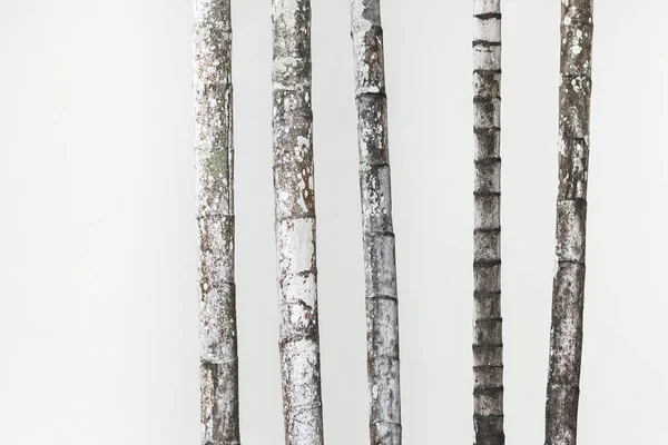 Parede branca com árvores de bambu — Fotografia de Stock